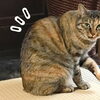 それぞれのコリ