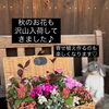 少しずつ秋🍂らしくなってきて、お花の種類も増えてきましたょ🌼☝🏻