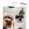 ＼初回カウンセリング🔰／吠えでお悩みのお客様からのご依頼です🐶