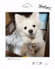 「＼初回カウンセリング🔰／トイレトレーニング・吠え🐶」