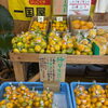 愛媛のみかんシーズンが開幕！さわやかな秋の味覚「極早生みかん」が入荷しました