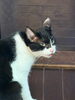 サクのお姉さんのウサギちゃんです。
猫です。「1995年の創業から育んだ確かな探偵力で必ず「あなた」の抱えたお悩みを解決致します。無理な営業は一切致しません。ご安心下さい。」