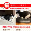 【新居浜市久保田町付近】迷い猫を探しています（不明になった日：2026年10月2日）