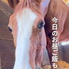 今日のお昼ご飯も草です♪ 馬たちの大好物「チモシー」のお話