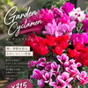 ガーデンシクラメン＆ダイアンサス入荷｜徳島で秋冬の寄せ植え・ガーデニングにおすすめ