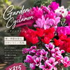 ガーデンシクラメン＆ダイアンサス入荷｜徳島で秋冬の寄せ植え・ガーデニングにおすすめ
