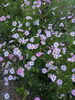隣の畑は色とりどりの花達でいっぱい「妊娠中にヘッドスパを受けてもいいの？」