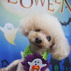 トイプードルのシュシュ君♪ハロウィン仕様ですっきり愛らしい姿に