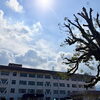 【市民カメラマン📸naruさん】秋晴れの空と中萩小学校の楠🌳 久しぶりの剪定で見せた新しい姿