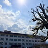 【市民カメラマン📸naruさん】秋晴れの空と中萩小学校の楠🌳 久しぶりの剪定で見せた新しい姿
