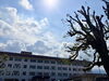 「【市民カメラマン📸naruさん】秋晴れの空と中萩小学校の楠🌳 久しぶりの剪定で見せた新しい姿」