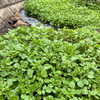 クレソンは女性の味方❣️🌱