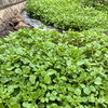 クレソンは女性の味方❣️🌱