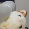 勉強会に行ってきました！　岡山猫専門サロン　かなさん家