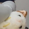 勉強会に行ってきました！　岡山猫専門サロン　かなさん家