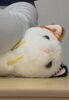 ぬいぐるみ練習「勉強会に行ってきました！　岡山猫専門サロン　かなさん家」