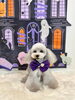 ＭｏＭｏちゃん「Happy Halloween 2026🎃」