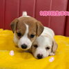 ジャックラッセルテリア　先日アップした子たちよりB IGです🐶