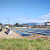 白菜の苗、植えとります - 一貫洞 障がい者就労継続支援B型事業所