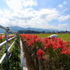 【市民カメラマンWEB個展📸】小野あんずさんの新作写真をご紹介！西条市氷見の彼岸花🌺