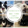【飯田市】愛犬と爽快な空中散歩へ！絶景が広がる「そらさんぽ天龍峡」で楽しむお散歩コース