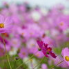 上場高原のコスモス🌸