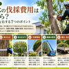 🌳 第2回｜庭木の伐採費用はいくら？料金を左右する7つのポイント