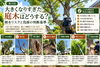 倒木リスクと伐採の判断基準「🌳 第3回｜大きくなりすぎた庭木はどうする？倒木リスクと伐採の判断基準」