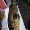 クエ、太刀魚