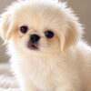 🐶✨鹿児島県霧島市のペキニーズちゃんたち❣️