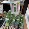 📢 本日は日野菜のご紹介！滋賀の伝統野菜を味わってみませんか？