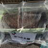 施設菜園の近況報告🌱はつか大根を植え直しました＆育てる難しさを実感中😊🥕