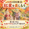 「10月の豆知識⑧「紅葉を楽しもう」秋の深まりを感じる景色と心地よいお散歩の工夫」