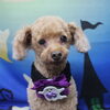トイプードルのさだはる君♪ハロウィン仕様ですっきり愛らしい姿に