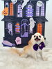 しらこちゃん「Happy Halloween 2026🎃」
