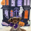 Happy Halloween 2026🎃