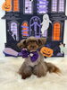 しゃかくん「Happy Halloween 2026🎃」