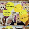 子猫の里親決定のお知らせ