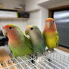 わーくわーくに3羽の可愛いコザクラインコが仲間入りしました♪ お名前も大募集しています✨