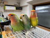 「わーくわーくに3羽の可愛いコザクラインコが仲間入りしました♪ お名前も大募集しています✨」