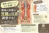 「【宇都宮錦 整体院】腰痛は揉まないのが今の常識！③
腰痛の治療は「腎臓の位置」にも注目する！」