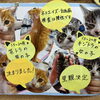子猫の里親さん決定のお知らせ