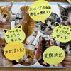 子猫の里親さん決定のお知らせ