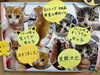 「子猫の里親さん決定のお知らせ」