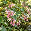 🌸 今日のはな｜シュウカイドウ（秋海棠）｜秋の木陰を彩る優しい花