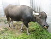 アジアスイギュウの「さち」（公財）東京動物園協会提供「アジアスイギュウの搬入について」