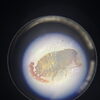 ノミやダニにご用心！　そのかゆみは害獣に寄生する生き物のせいかも