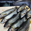 大ぶりで豊かな実りを味わう「子持ち鮎」が再入荷いたしました