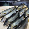 大ぶりで豊かな実りを味わう「子持ち鮎」が再入荷いたしました