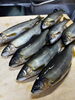 「大ぶりで豊かな実りを味わう「子持ち鮎」が再入荷いたしました」